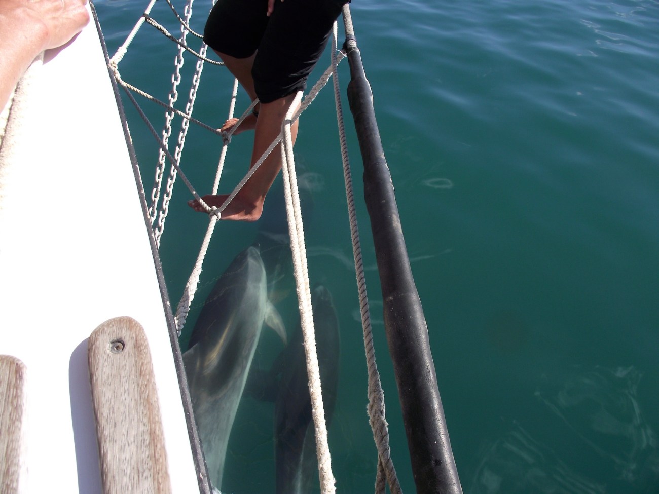 Bottlenose dolphins chasing the bow of the R. Tucker Thompson© Lemuel Lyes 2013