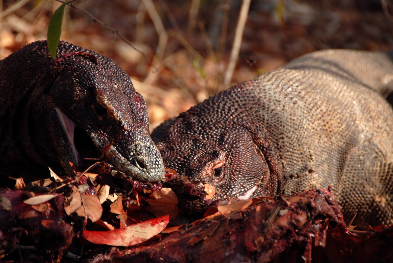 Komodo Dragons feeding© Chris Kugelman