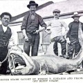 Monster Shark Bluff 230304