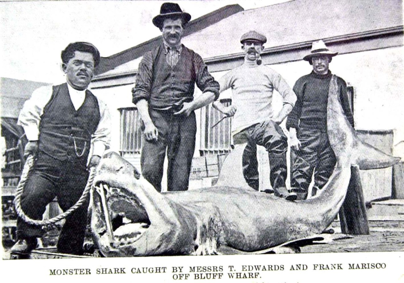 Otago Witness, 23rd March 1904 Courtesy of Allied Press