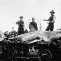 portchalmers_shark