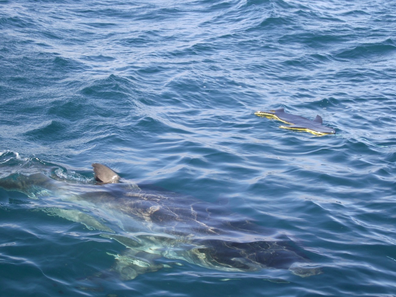 Great white shark swims alongside seal decoy © Lemuel Lyes