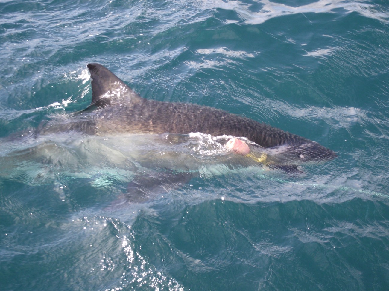 Great White Shark takes the bait © Lemuel Lyes