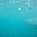 shark03