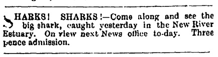 Southland Times, 29th February 1904 Papers Past