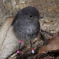 Stewart Island Robin