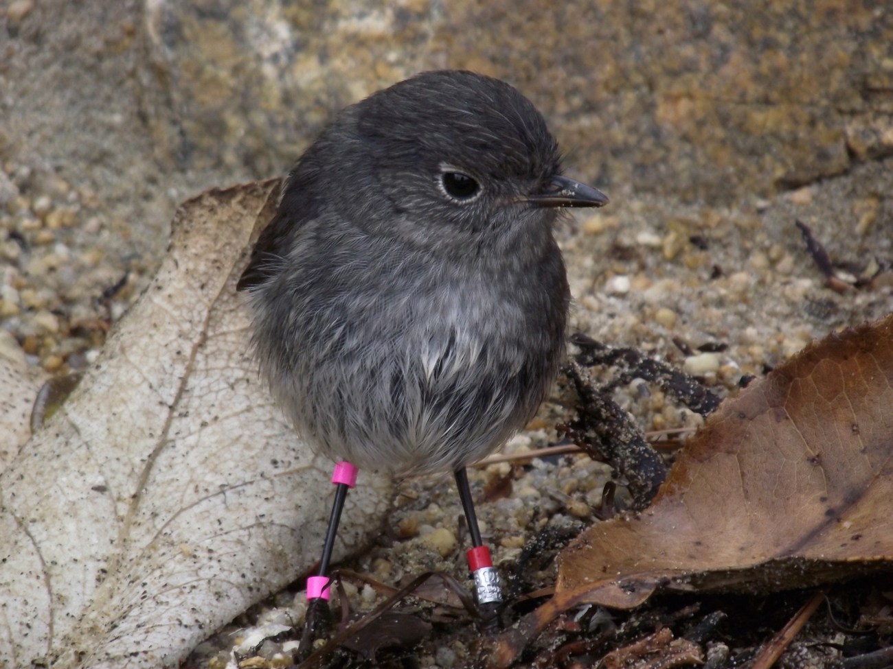 Stewart Island Robin, Ulva Island 2011 © Lemuel Lyes