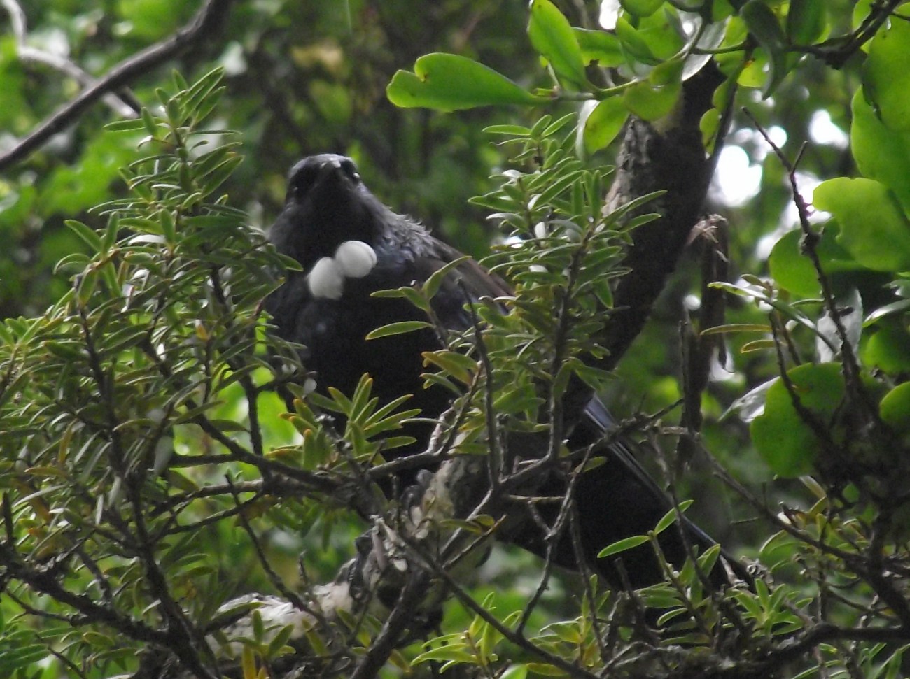 Tui, Ulva Island © Lemuel Lyes