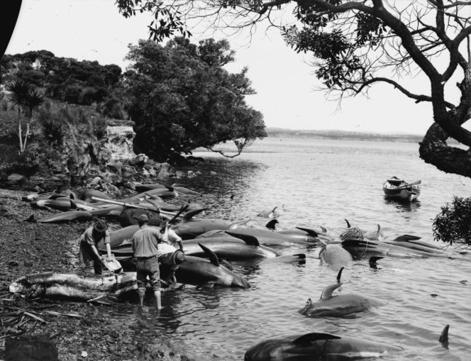 Removing blubber from stranded Blackfish. Northwood brothers :Photographs of Northland. Ref: 1/1-005708-G. Alexander Turnbull Library, Wellington, New Zealand. http://natlib.govt.nz/records/23238597