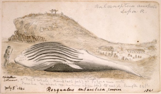 [Taylor, Richard], 1805-1873 :A dead whale (humpback fish) at Tohora nui with Tareha - about 100 natives assembled to eat it. Length 33 ft. July 5th 1841. Rorqualis antarctica. Cuvier.. Taylor, Richard, 1805-1873 :Sketchbook. 1835-1860.. Ref: E-296-q-025-1. Alexander Turnbull Library, Wellington, New Zealand. http://natlib.govt.nz/records/22867961