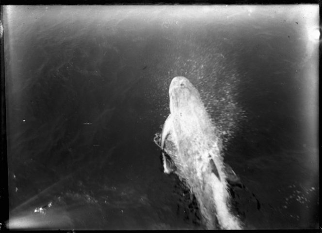 Dolphin Pelorus Jack. Jones, Frederick Nelson, 1881-1962 :Negatives of the Nelson district. Ref: 1/2-026542-G. Alexander Turnbull Library, Wellington, New Zealand. http://natlib.govt.nz/records/23076595