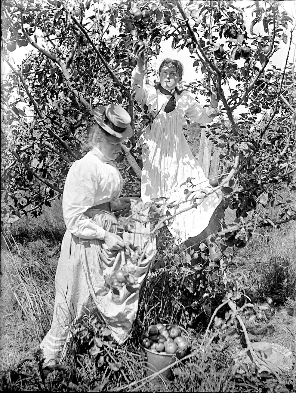 GPC01BD15WomenPickingFruitEdited copy2