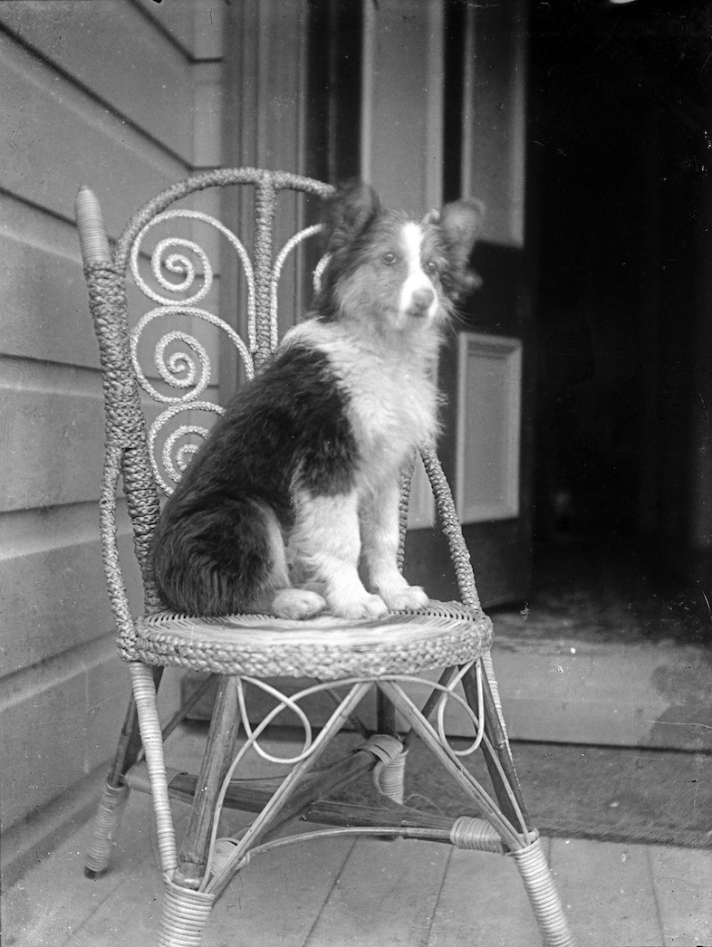 GPC01BK03DogPortrait copy