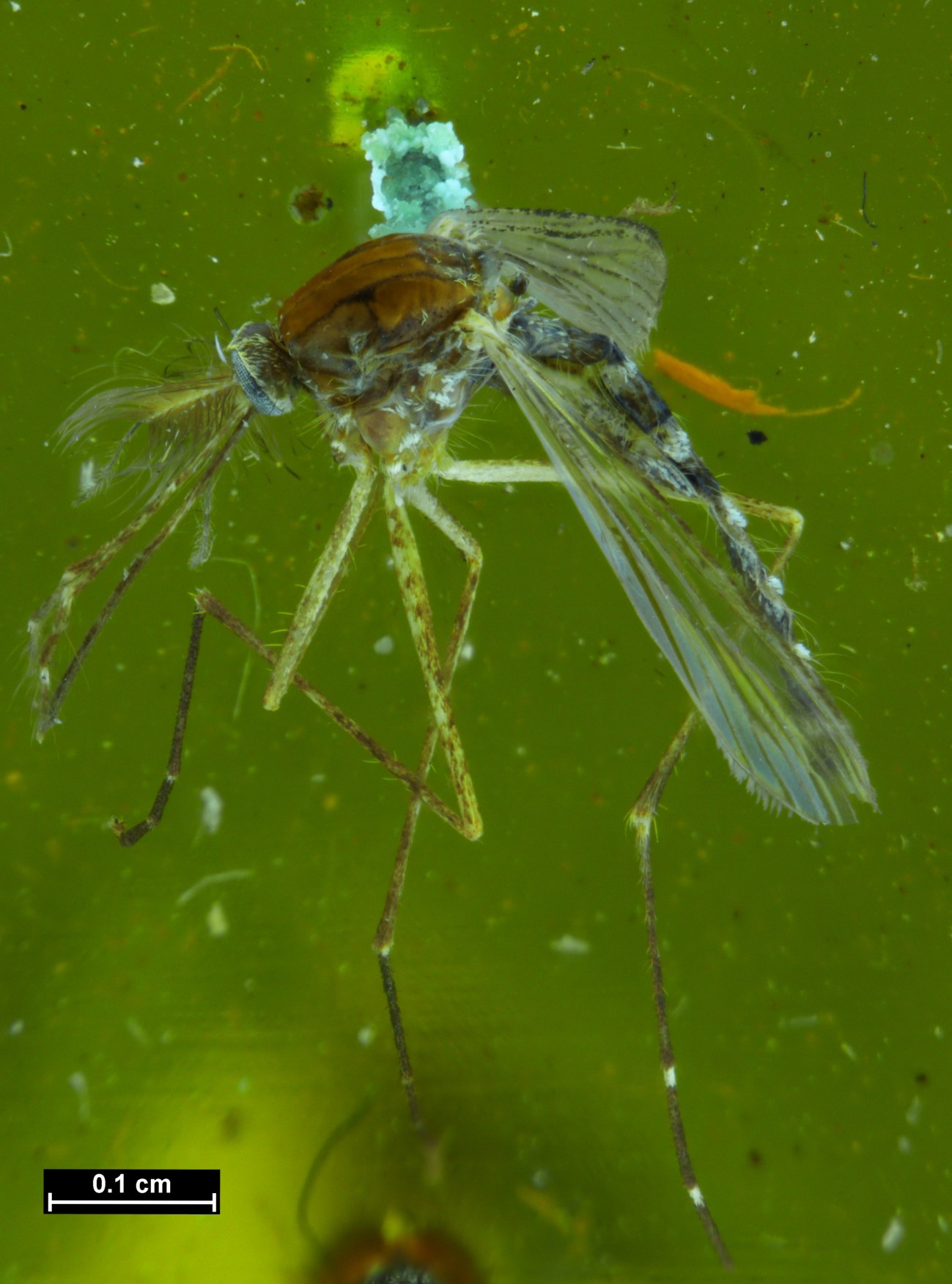 JWC Aedes antipodeus mosquito