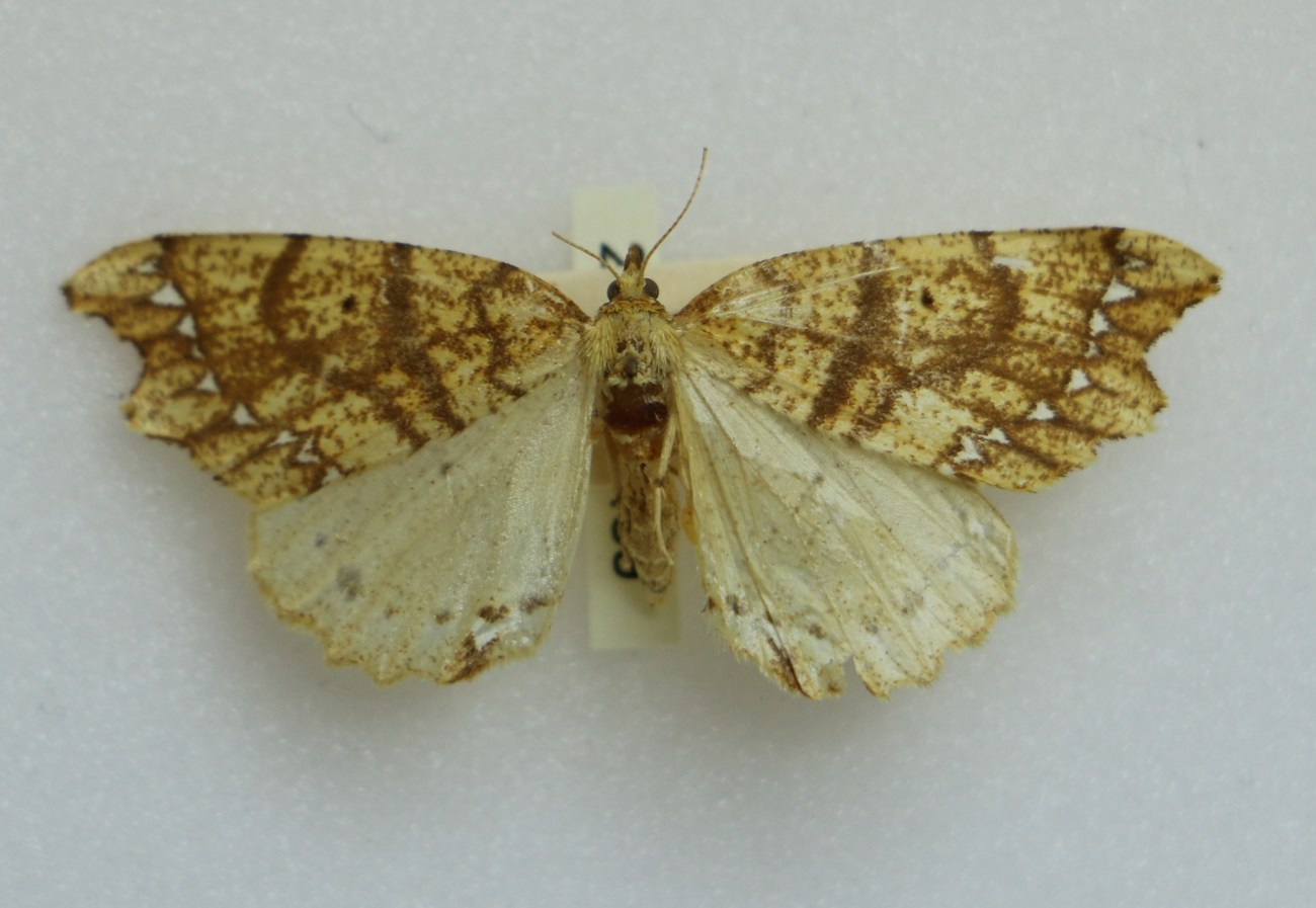 JWC moth specimen