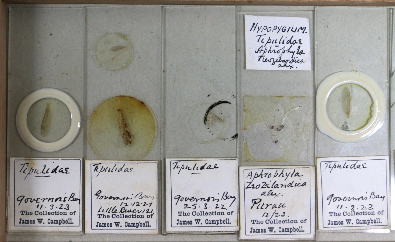 JWC slides crane flies